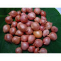 Chinese New Crop Shallot Vegetable with High Exporting Quality